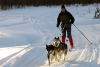 Huskies Erleben